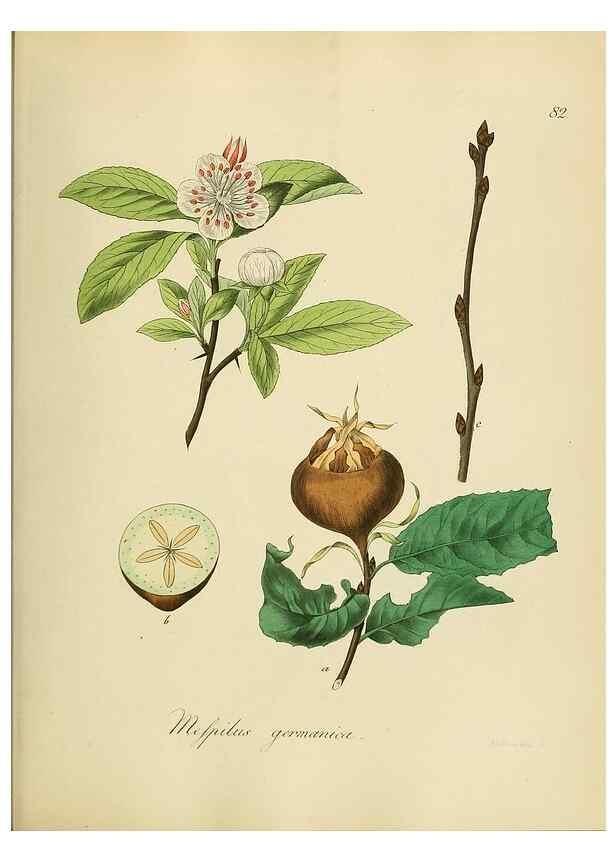 Reproducción/Reproduction 49298211358: Vollständige Naturgeschichte der forstlichen Culturpflanzen Deutschlands.. Berlin,A. Förstner'sche Verlagsbuchhandlung (P. Jeanrenaud)1851.. 