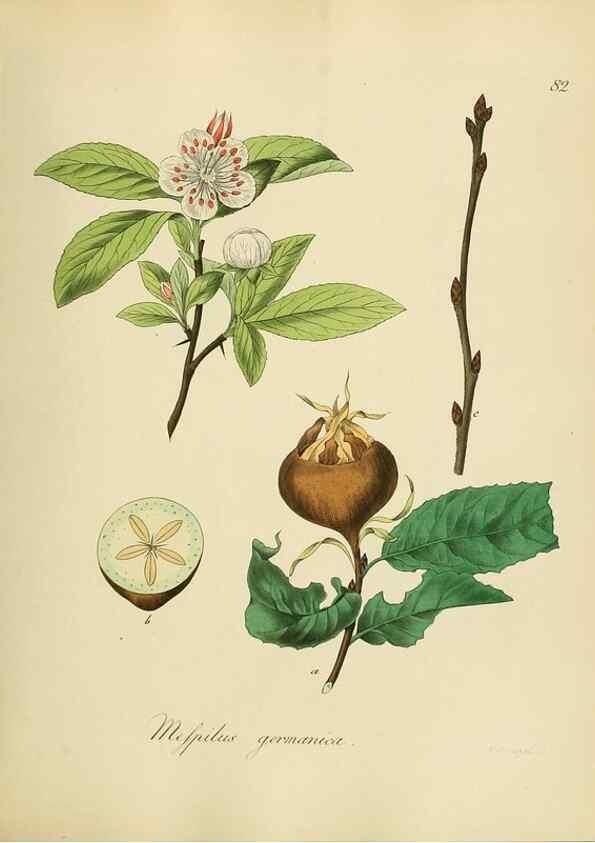Reproducción/Reproduction 49298211358: Vollständige Naturgeschichte der forstlichen Culturpflanzen Deutschlands.. Berlin,A. Förstner'sche Verlagsbuchhandlung (P. Jeanrenaud)1851.. 