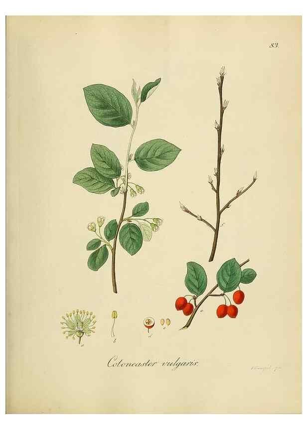 Reproducción/Reproduction 49298211568: Vollständige Naturgeschichte der forstlichen Culturpflanzen Deutschlands.. Berlin,A. Förstner'sche Verlagsbuchhandlung (P. Jeanrenaud)1851.. 