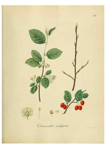 Reproducción/Reproduction 49298211568: Vollständige Naturgeschichte der forstlichen Culturpflanzen Deutschlands.. Berlin,A. Förstner'sche Verlagsbuchhandlung (P. Jeanrenaud)1851.. 