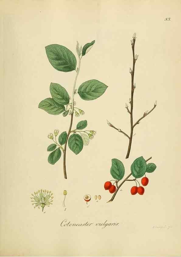 Reproducción/Reproduction 49298211568: Vollständige Naturgeschichte der forstlichen Culturpflanzen Deutschlands.. Berlin,A. Förstner'sche Verlagsbuchhandlung (P. Jeanrenaud)1851.. 