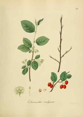 Reproducción/Reproduction 49298211568: Vollständige Naturgeschichte der forstlichen Culturpflanzen Deutschlands.. Berlin,A. Förstner'sche Verlagsbuchhandlung (P. Jeanrenaud)1851.. 