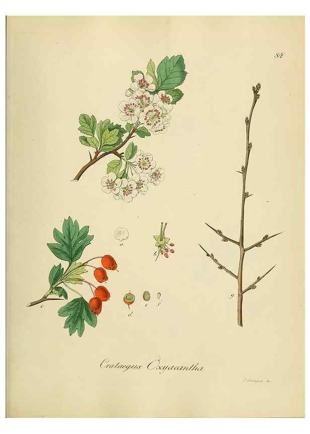 Reproducción/Reproduction 49298696741: Vollständige Naturgeschichte der forstlichen Culturpflanzen Deutschlands.. Berlin,A. Förstner'sche Verlagsbuchhandlung (P. Jeanrenaud)1851.. 