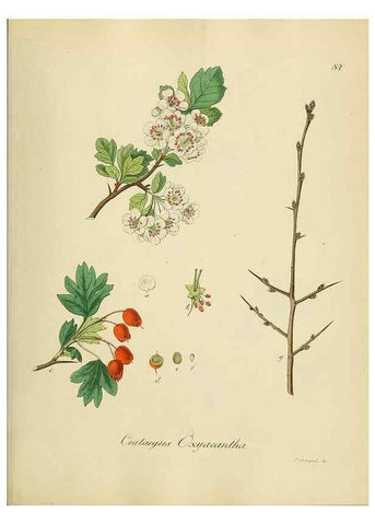 Reproducción/Reproduction 49298696741: Vollständige Naturgeschichte der forstlichen Culturpflanzen Deutschlands.. Berlin,A. Förstner'sche Verlagsbuchhandlung (P. Jeanrenaud)1851.. 