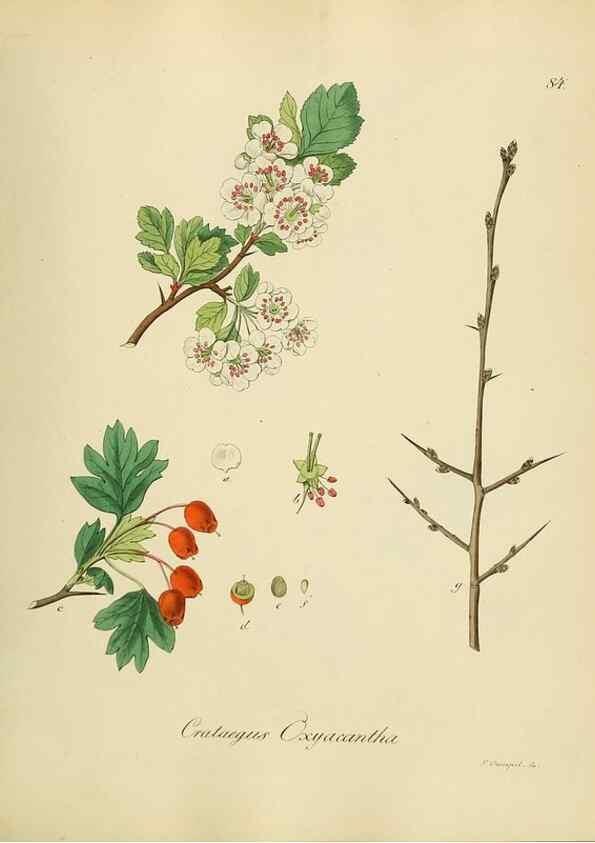 Reproducción/Reproduction 49298696741: Vollständige Naturgeschichte der forstlichen Culturpflanzen Deutschlands.. Berlin,A. Förstner'sche Verlagsbuchhandlung (P. Jeanrenaud)1851.. 