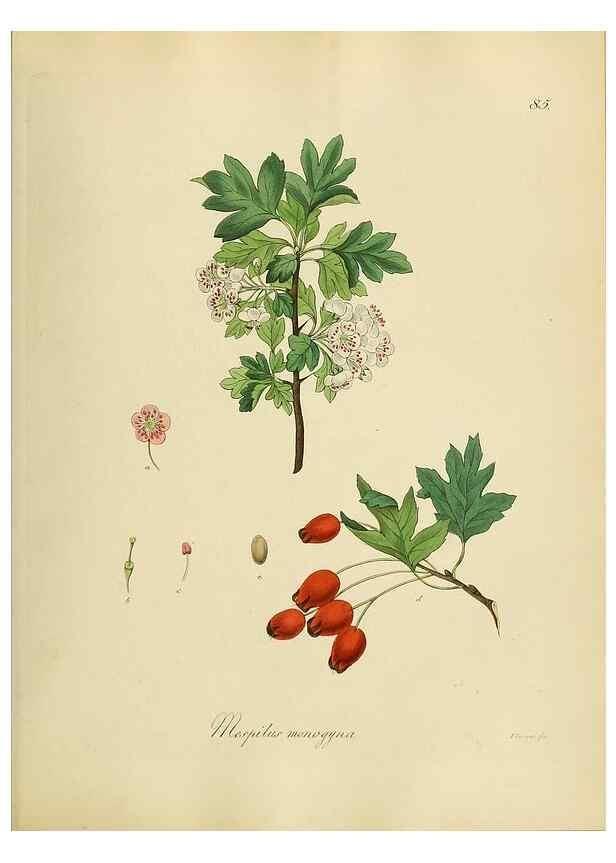 Reproducción/Reproduction 49298900032: Vollständige Naturgeschichte der forstlichen Culturpflanzen Deutschlands.. Berlin,A. Förstner'sche Verlagsbuchhandlung (P. Jeanrenaud)1851.. 