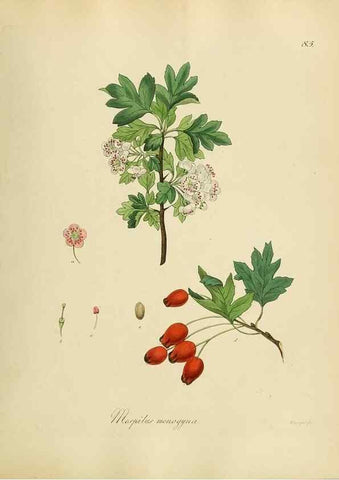 Reproducción/Reproduction 49298900032: Vollständige Naturgeschichte der forstlichen Culturpflanzen Deutschlands.. Berlin,A. Förstner'sche Verlagsbuchhandlung (P. Jeanrenaud)1851.. 