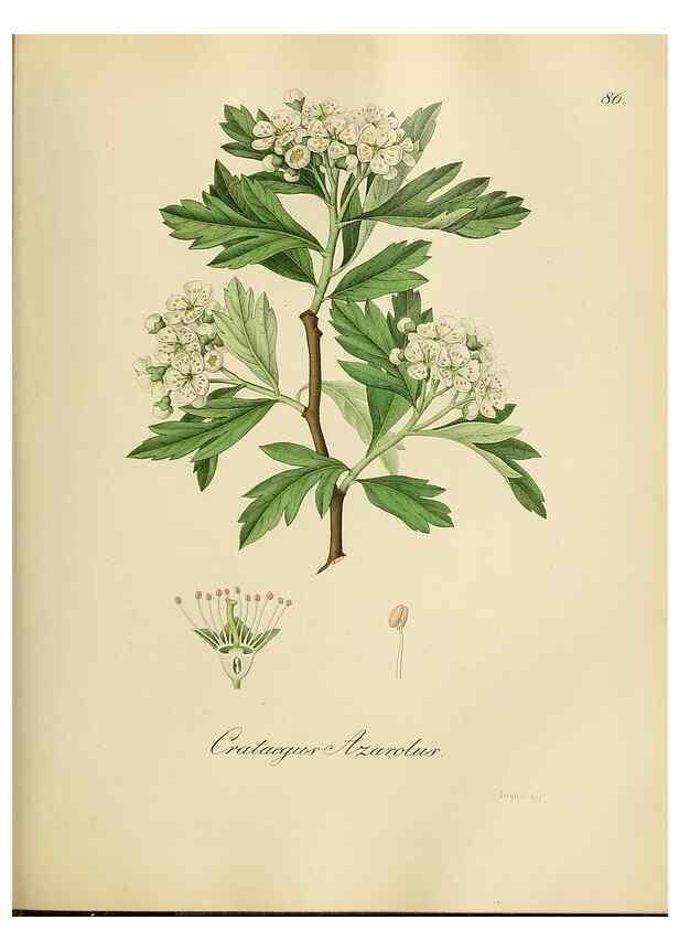 Reproducción/Reproduction 49298900202: Vollständige Naturgeschichte der forstlichen Culturpflanzen Deutschlands.. Berlin,A. Förstner'sche Verlagsbuchhandlung (P. Jeanrenaud)1851.. 