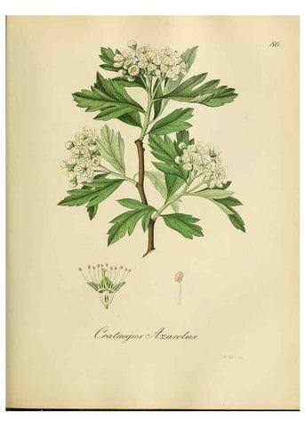Reproducción/Reproduction 49298900202: Vollständige Naturgeschichte der forstlichen Culturpflanzen Deutschlands.. Berlin,A. Förstner'sche Verlagsbuchhandlung (P. Jeanrenaud)1851.. 