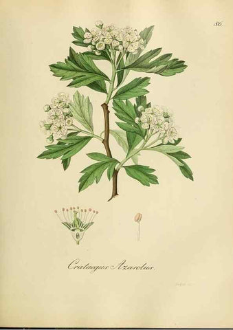 Reproducción/Reproduction 49298900202: Vollständige Naturgeschichte der forstlichen Culturpflanzen Deutschlands.. Berlin,A. Förstner'sche Verlagsbuchhandlung (P. Jeanrenaud)1851.. 