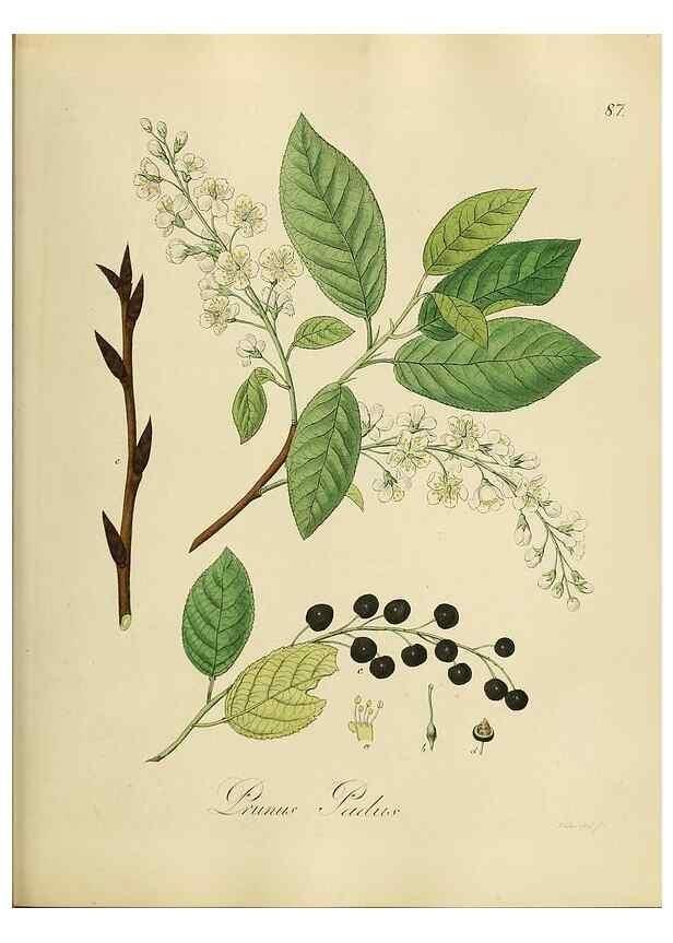 Reproducción/Reproduction 49298697416: Vollständige Naturgeschichte der forstlichen Culturpflanzen Deutschlands.. Berlin,A. Förstner'sche Verlagsbuchhandlung (P. Jeanrenaud)1851.. 