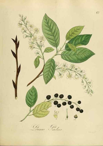 Reproducción/Reproduction 49298697416: Vollständige Naturgeschichte der forstlichen Culturpflanzen Deutschlands.. Berlin,A. Förstner'sche Verlagsbuchhandlung (P. Jeanrenaud)1851.. 