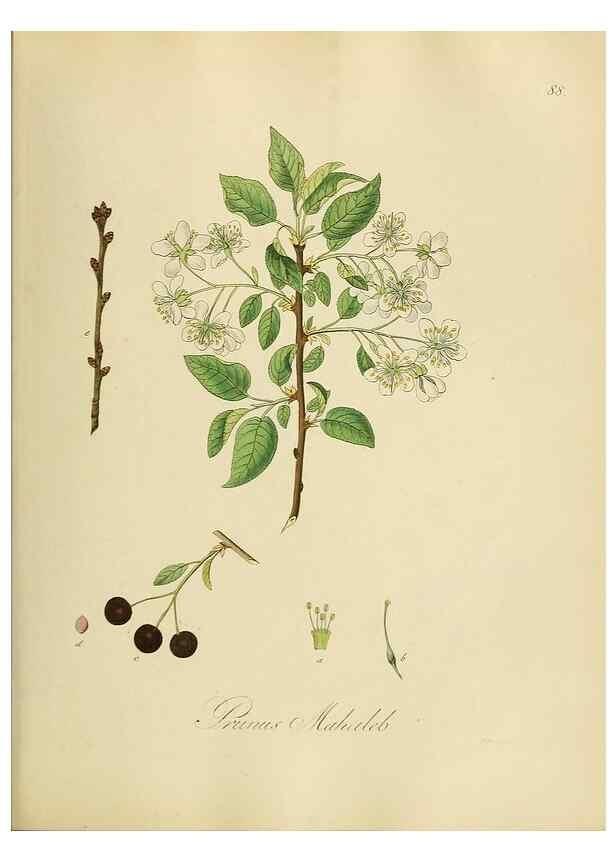 Reproducción/Reproduction 49298212613: Vollständige Naturgeschichte der forstlichen Culturpflanzen Deutschlands.. Berlin,A. Förstner'sche Verlagsbuchhandlung (P. Jeanrenaud)1851.. 