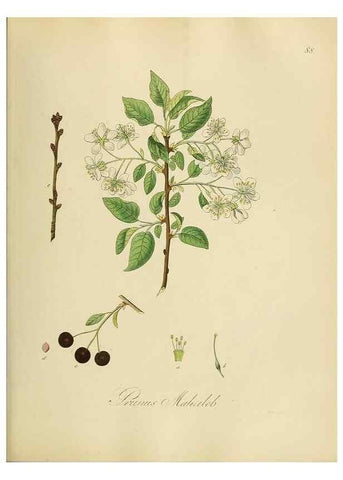Reproducción/Reproduction 49298212613: Vollständige Naturgeschichte der forstlichen Culturpflanzen Deutschlands.. Berlin,A. Förstner'sche Verlagsbuchhandlung (P. Jeanrenaud)1851.. 