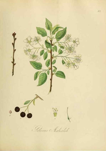 Reproducción/Reproduction 49298212613: Vollständige Naturgeschichte der forstlichen Culturpflanzen Deutschlands.. Berlin,A. Förstner'sche Verlagsbuchhandlung (P. Jeanrenaud)1851.. 