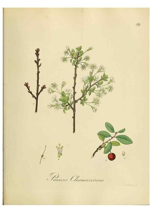 Reproducción/Reproduction 49298900997: Vollständige Naturgeschichte der forstlichen Culturpflanzen Deutschlands.. Berlin,A. Förstner'sche Verlagsbuchhandlung (P. Jeanrenaud)1851.. 