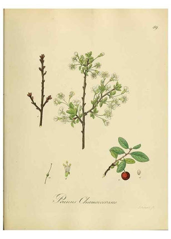 Reproducción/Reproduction 49298900997: Vollständige Naturgeschichte der forstlichen Culturpflanzen Deutschlands.. Berlin,A. Förstner'sche Verlagsbuchhandlung (P. Jeanrenaud)1851.. 