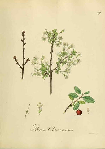 Reproducción/Reproduction 49298900997: Vollständige Naturgeschichte der forstlichen Culturpflanzen Deutschlands.. Berlin,A. Förstner'sche Verlagsbuchhandlung (P. Jeanrenaud)1851.. 