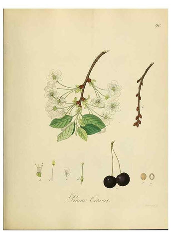 Reproducción/Reproduction 49298213053: Vollständige Naturgeschichte der forstlichen Culturpflanzen Deutschlands.. Berlin,A. Förstner'sche Verlagsbuchhandlung (P. Jeanrenaud)1851.. 