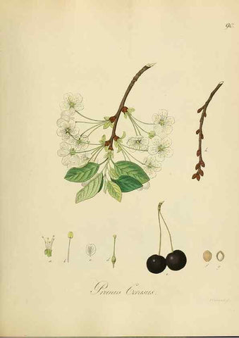 Reproducción/Reproduction 49298213053: Vollständige Naturgeschichte der forstlichen Culturpflanzen Deutschlands.. Berlin,A. Förstner'sche Verlagsbuchhandlung (P. Jeanrenaud)1851.. 
