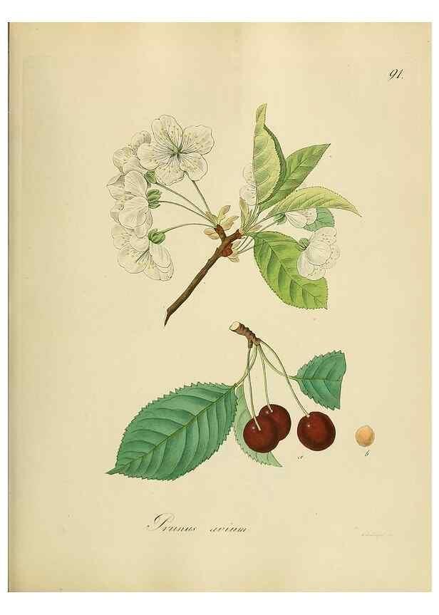 Reproducción/Reproduction 49298901537: Vollständige Naturgeschichte der forstlichen Culturpflanzen Deutschlands.. Berlin,A. Förstner'sche Verlagsbuchhandlung (P. Jeanrenaud)1851.. 