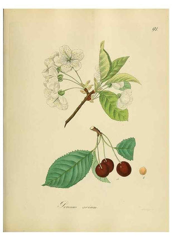 Reproducción/Reproduction 49298901537: Vollständige Naturgeschichte der forstlichen Culturpflanzen Deutschlands.. Berlin,A. Förstner'sche Verlagsbuchhandlung (P. Jeanrenaud)1851.. 