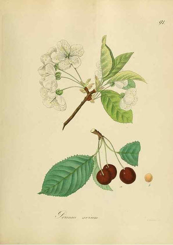 Reproducción/Reproduction 49298901537: Vollständige Naturgeschichte der forstlichen Culturpflanzen Deutschlands.. Berlin,A. Förstner'sche Verlagsbuchhandlung (P. Jeanrenaud)1851.. 