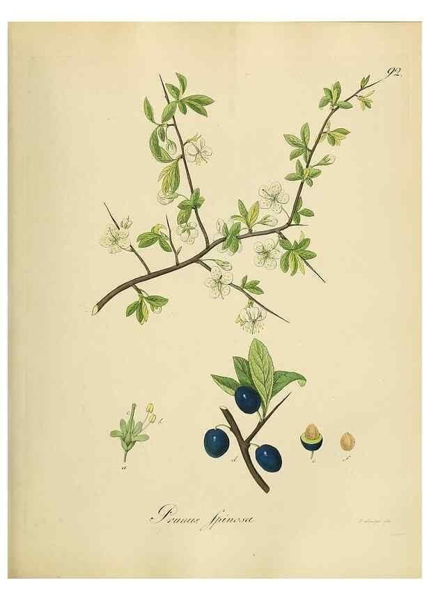 Reproducción/Reproduction 49298698611: Vollständige Naturgeschichte der forstlichen Culturpflanzen Deutschlands.. Berlin,A. Förstner'sche Verlagsbuchhandlung (P. Jeanrenaud)1851.. 