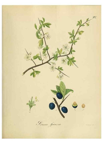 Reproducción/Reproduction 49298698611: Vollständige Naturgeschichte der forstlichen Culturpflanzen Deutschlands.. Berlin,A. Förstner'sche Verlagsbuchhandlung (P. Jeanrenaud)1851.. 