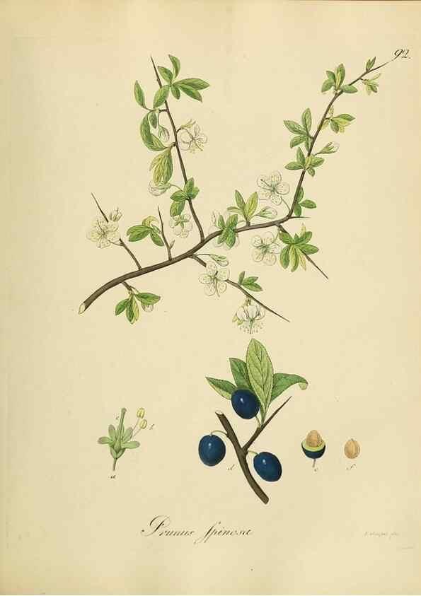 Reproducción/Reproduction 49298698611: Vollständige Naturgeschichte der forstlichen Culturpflanzen Deutschlands.. Berlin,A. Förstner'sche Verlagsbuchhandlung (P. Jeanrenaud)1851.. 