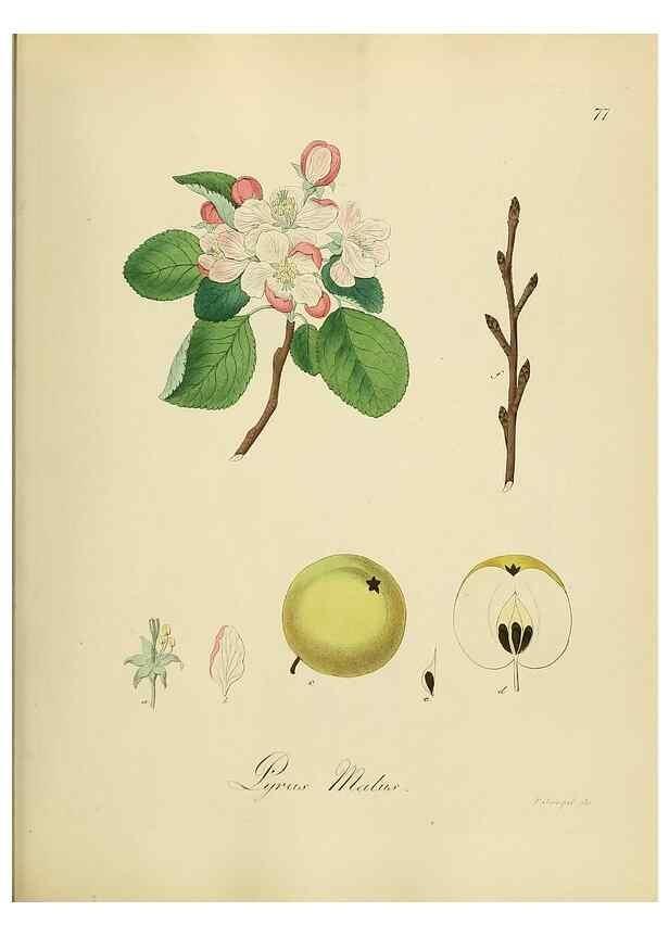 Reproducción/Reproduction 49298898592: Vollständige Naturgeschichte der forstlichen Culturpflanzen Deutschlands.. Berlin,A. Förstner'sche Verlagsbuchhandlung (P. Jeanrenaud)1851.. 