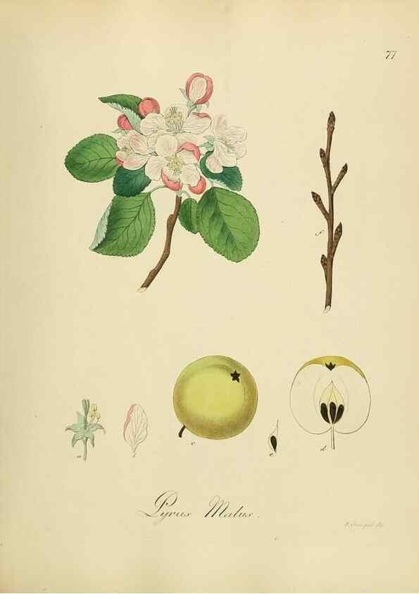 Reproducción/Reproduction 49298898592: Vollständige Naturgeschichte der forstlichen Culturpflanzen Deutschlands.. Berlin,A. Förstner'sche Verlagsbuchhandlung (P. Jeanrenaud)1851.. 