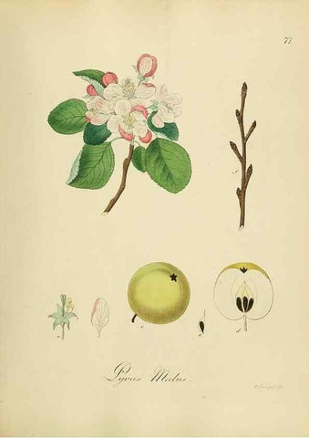 Reproducción/Reproduction 49298898592: Vollständige Naturgeschichte der forstlichen Culturpflanzen Deutschlands.. Berlin,A. Förstner'sche Verlagsbuchhandlung (P. Jeanrenaud)1851.. 