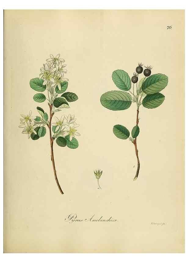 Reproducción/Reproduction 49298898382: Vollständige Naturgeschichte der forstlichen Culturpflanzen Deutschlands.. Berlin,A. Förstner'sche Verlagsbuchhandlung (P. Jeanrenaud)1851.. 