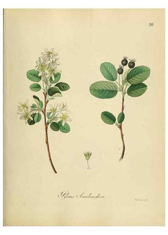 Reproducción/Reproduction 49298898382: Vollständige Naturgeschichte der forstlichen Culturpflanzen Deutschlands.. Berlin,A. Förstner'sche Verlagsbuchhandlung (P. Jeanrenaud)1851.. 