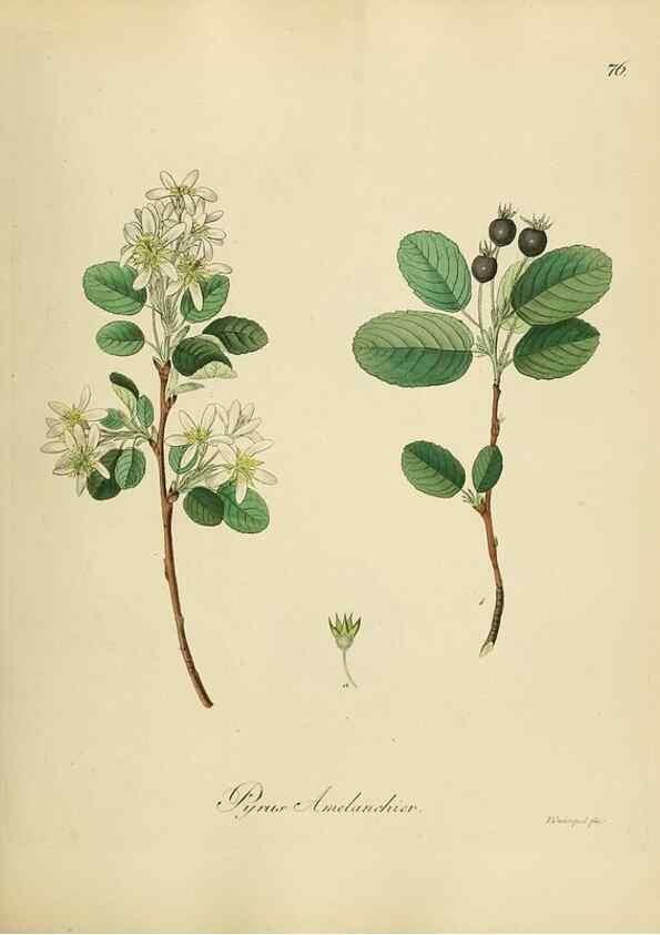 Reproducción/Reproduction 49298898382: Vollständige Naturgeschichte der forstlichen Culturpflanzen Deutschlands.. Berlin,A. Förstner'sche Verlagsbuchhandlung (P. Jeanrenaud)1851.. 