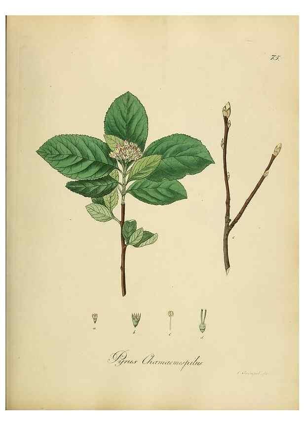 Reproducción/Reproduction 49298898167: Vollständige Naturgeschichte der forstlichen Culturpflanzen Deutschlands.. Berlin,A. Förstner'sche Verlagsbuchhandlung (P. Jeanrenaud)1851.. 