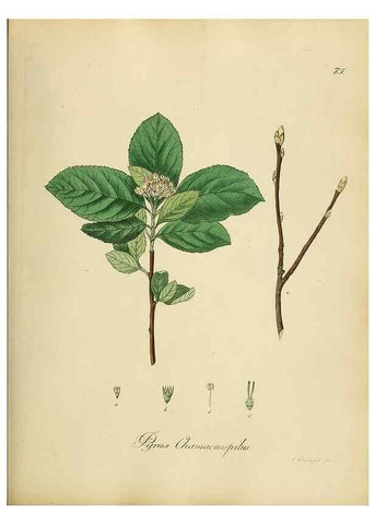 Reproducción/Reproduction 49298898167: Vollständige Naturgeschichte der forstlichen Culturpflanzen Deutschlands.. Berlin,A. Förstner'sche Verlagsbuchhandlung (P. Jeanrenaud)1851.. 