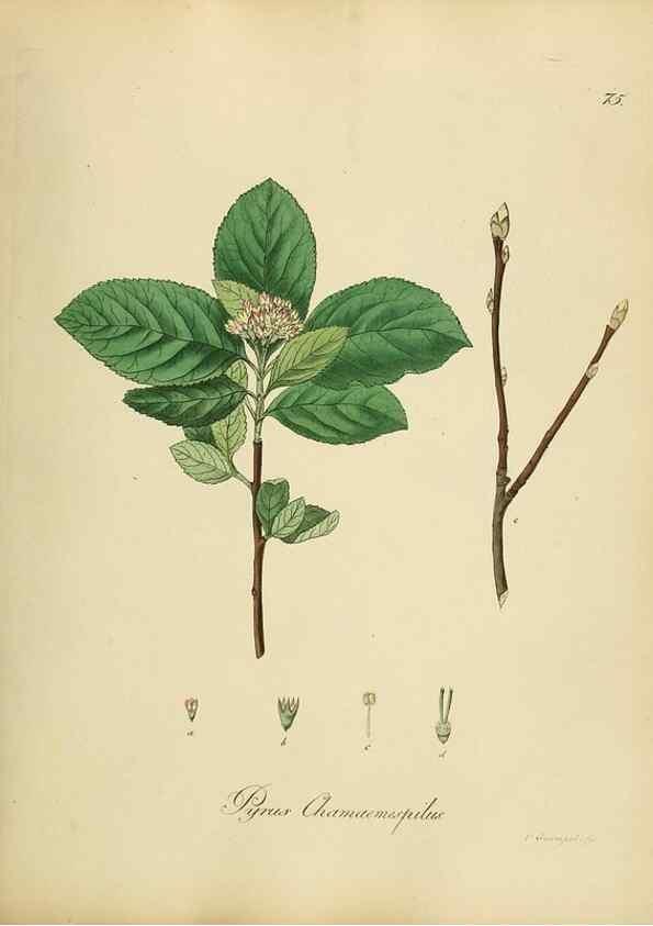 Reproducción/Reproduction 49298898167: Vollständige Naturgeschichte der forstlichen Culturpflanzen Deutschlands.. Berlin,A. Förstner'sche Verlagsbuchhandlung (P. Jeanrenaud)1851.. 