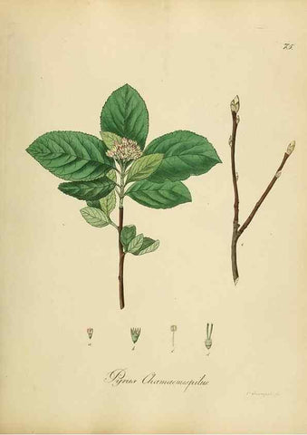 Reproducción/Reproduction 49298898167: Vollständige Naturgeschichte der forstlichen Culturpflanzen Deutschlands.. Berlin,A. Förstner'sche Verlagsbuchhandlung (P. Jeanrenaud)1851.. 