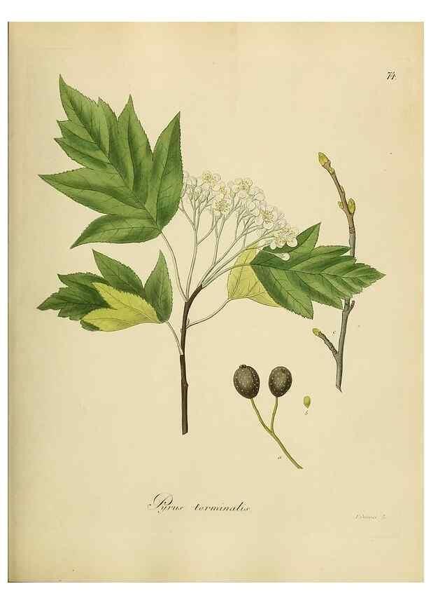 Reproducción/Reproduction 49298209803: Vollständige Naturgeschichte der forstlichen Culturpflanzen Deutschlands.. Berlin,A. Förstner'sche Verlagsbuchhandlung (P. Jeanrenaud)1851.. 