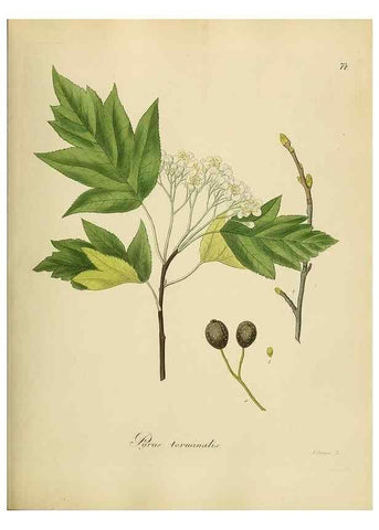 Reproducción/Reproduction 49298209803: Vollständige Naturgeschichte der forstlichen Culturpflanzen Deutschlands.. Berlin,A. Förstner'sche Verlagsbuchhandlung (P. Jeanrenaud)1851.. 
