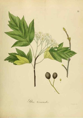 Reproducción/Reproduction 49298209803: Vollständige Naturgeschichte der forstlichen Culturpflanzen Deutschlands.. Berlin,A. Förstner'sche Verlagsbuchhandlung (P. Jeanrenaud)1851.. 
