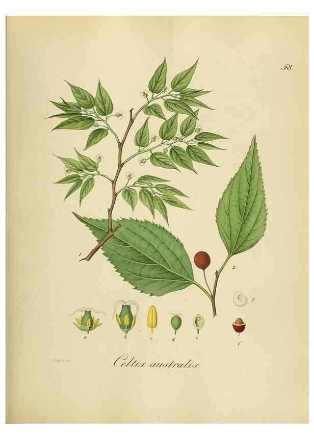 Reproducción/Reproduction 49298691181: Vollständige Naturgeschichte der forstlichen Culturpflanzen Deutschlands.. Berlin,A. Förstner'sche Verlagsbuchhandlung (P. Jeanrenaud)1851.. 