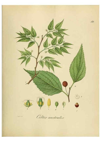 Reproducción/Reproduction 49298691181: Vollständige Naturgeschichte der forstlichen Culturpflanzen Deutschlands.. Berlin,A. Förstner'sche Verlagsbuchhandlung (P. Jeanrenaud)1851.. 
