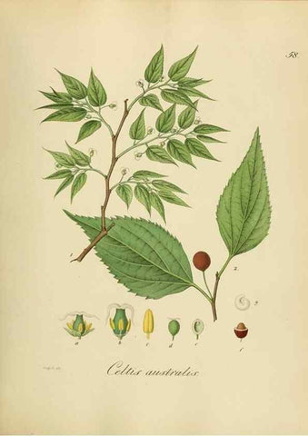 Reproducción/Reproduction 49298691181: Vollständige Naturgeschichte der forstlichen Culturpflanzen Deutschlands.. Berlin,A. Förstner'sche Verlagsbuchhandlung (P. Jeanrenaud)1851.. 