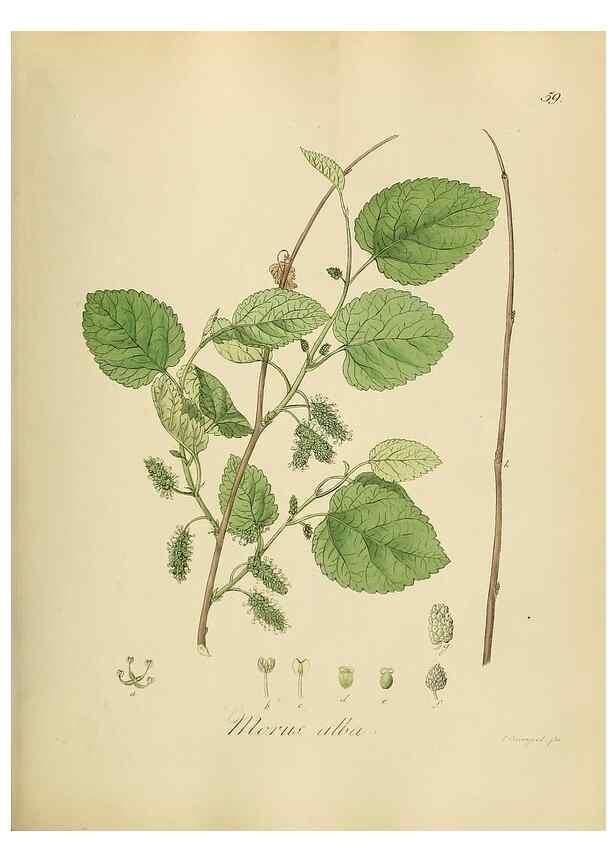 Reproducción/Reproduction 49298691416: Vollständige Naturgeschichte der forstlichen Culturpflanzen Deutschlands.. Berlin,A. Förstner'sche Verlagsbuchhandlung (P. Jeanrenaud)1851.. 