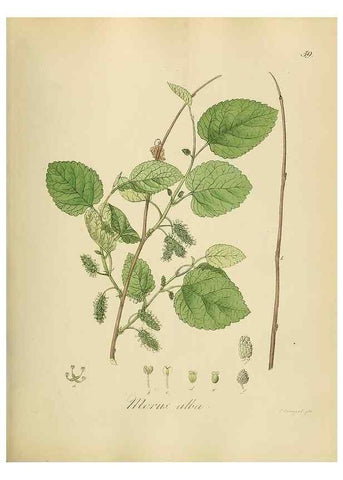 Reproducción/Reproduction 49298691416: Vollständige Naturgeschichte der forstlichen Culturpflanzen Deutschlands.. Berlin,A. Förstner'sche Verlagsbuchhandlung (P. Jeanrenaud)1851.. 