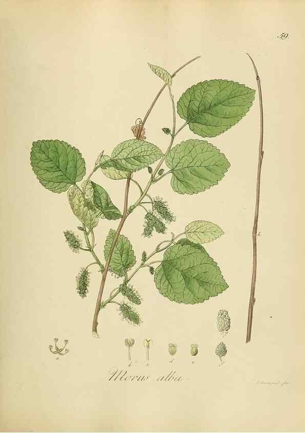 Reproducción/Reproduction 49298691416: Vollständige Naturgeschichte der forstlichen Culturpflanzen Deutschlands.. Berlin,A. Förstner'sche Verlagsbuchhandlung (P. Jeanrenaud)1851.. 