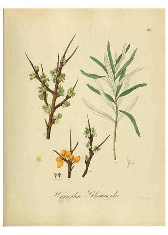 Reproducción/Reproduction 49298894857: Vollständige Naturgeschichte der forstlichen Culturpflanzen Deutschlands.. Berlin,A. Förstner'sche Verlagsbuchhandlung (P. Jeanrenaud)1851.. 